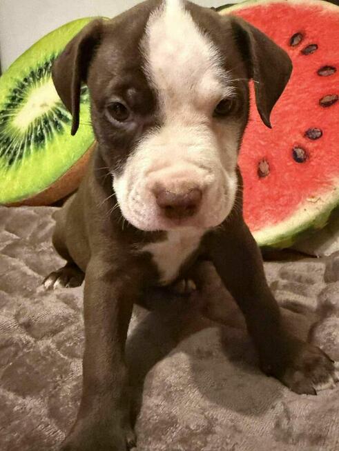 Pitbull Red Nose