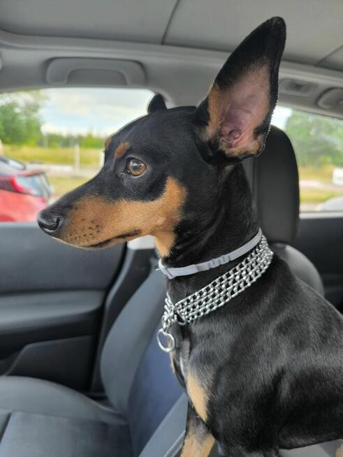 Krycie, reproduktor - Pinczer minatura