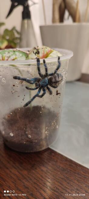 Mam do zaoferowania różne rodzaje pająków