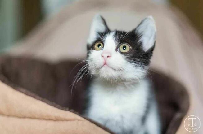 Neonek szuka swojego człowieka