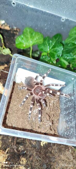 Mam do zaoferowania różne rodzaje pająków