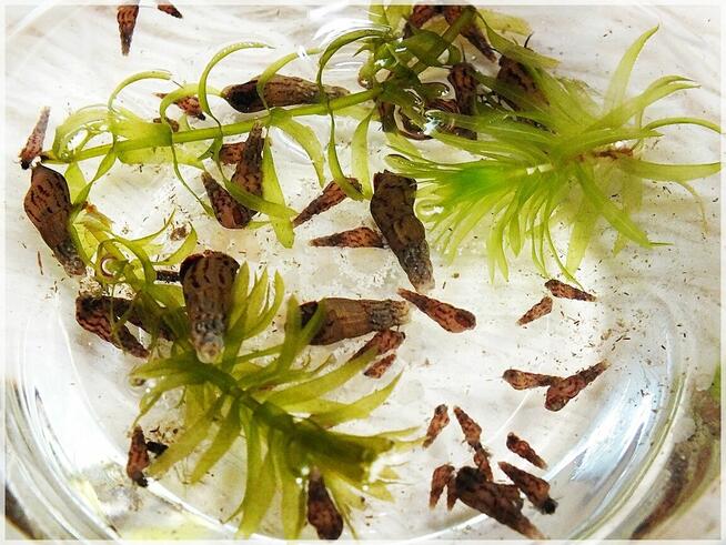 Ślimaki Świderki pożyteczne w akwarium Nie niszczą roślin