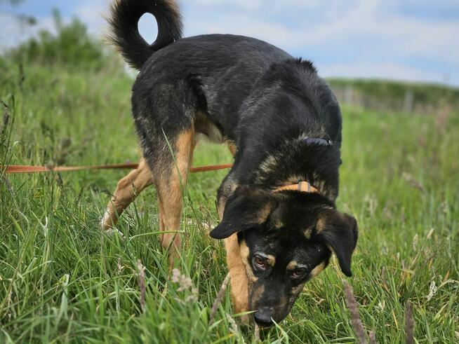 Już nie taki malutki ale ciągle czarniutki Koral