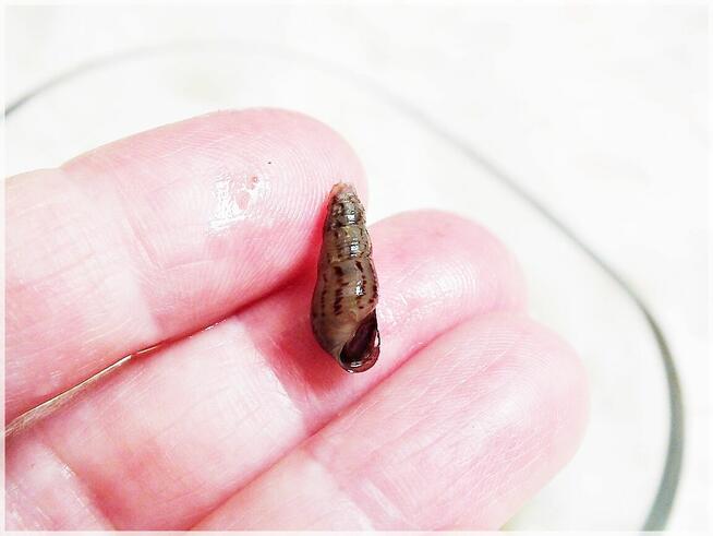 Ślimaki Świderki pożyteczne w akwarium Nie niszczą roślin