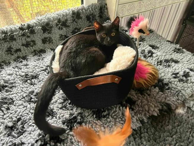 Monter mały czarodziej zabawy i promieni słońca szuka domu