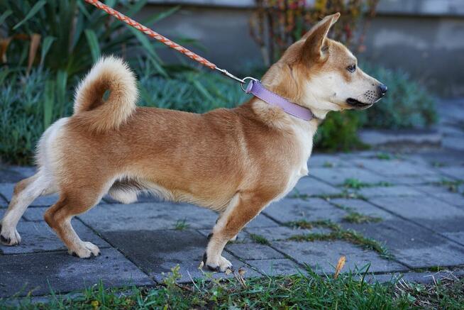 Radosny, młody Figo, pokochaj!