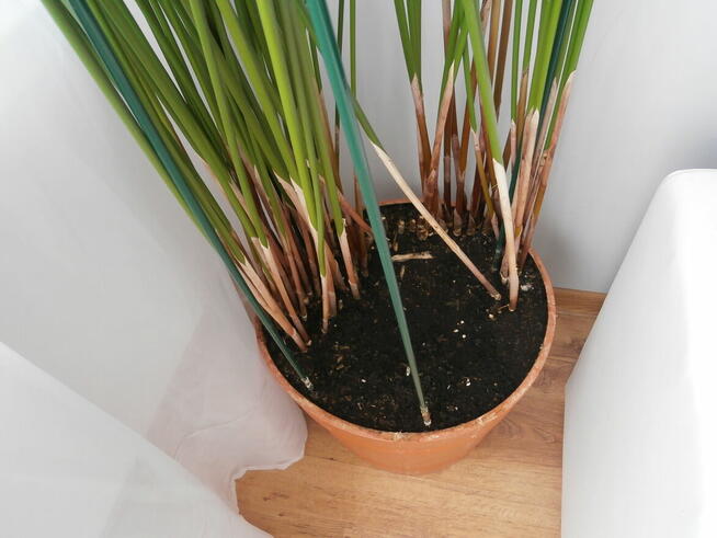 bardzo duży papirus cibora roślina tropikalna