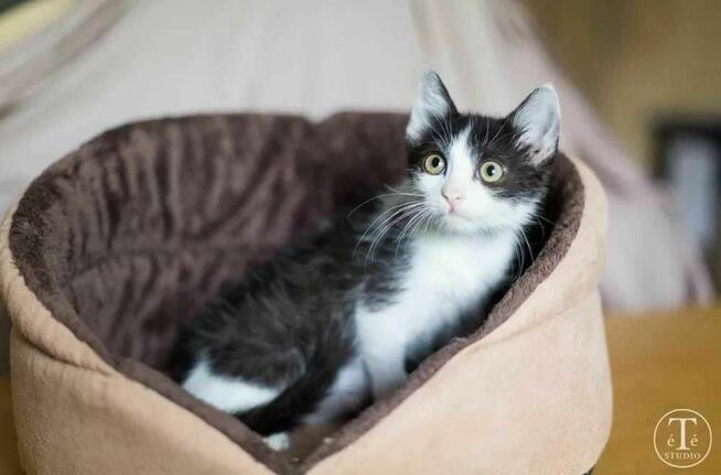 Neonek szuka swojego człowieka