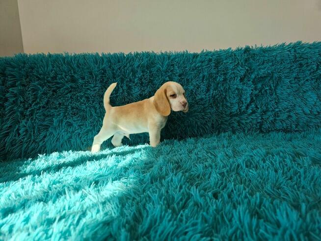 BEAGLE-szczeniaczki po champ., ZKwP/ FCI