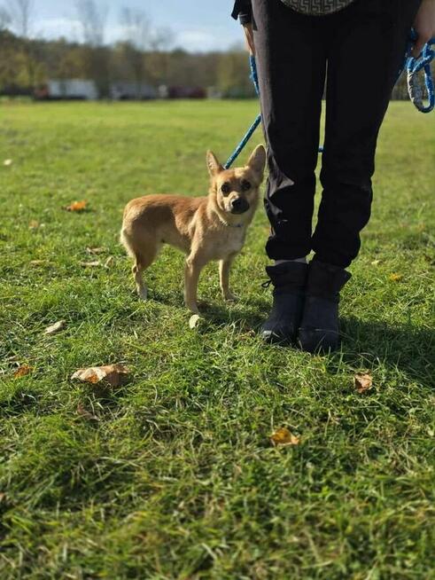 Cynka -niewielka suczka z kiepskim startem czeka na dom