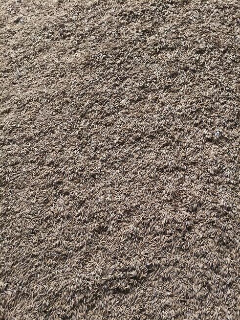 Pszenica, pszenżyto, owies