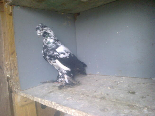 motyle warszawskie-samiczki