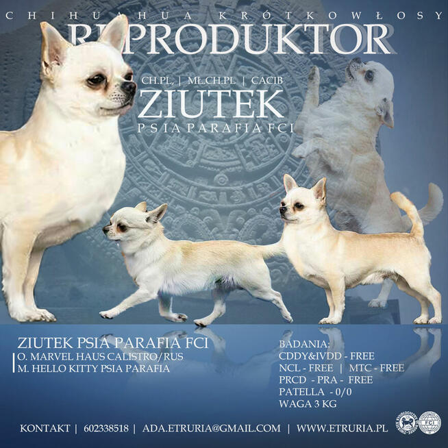 CHIHUAHUA PIESEK i SUCZKA - rodowód FCI, W-wa