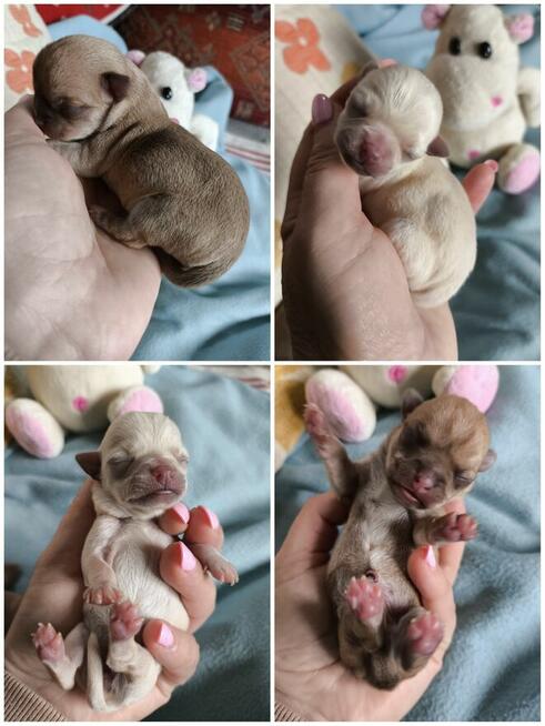 Chihuahua po Ch.PL, okolice W-wy