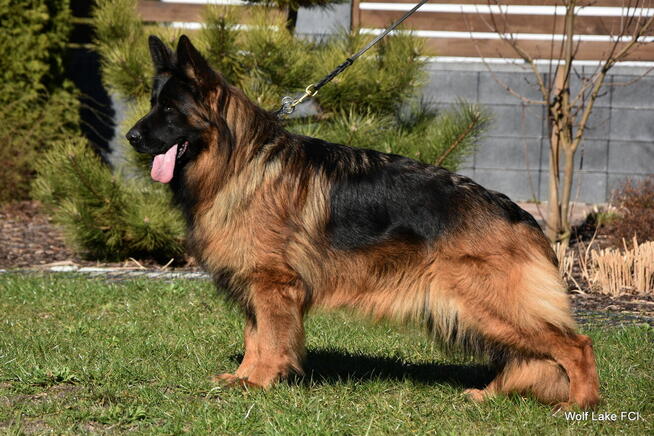 Owczarek niemiecki długowłosy ZKwP FCI