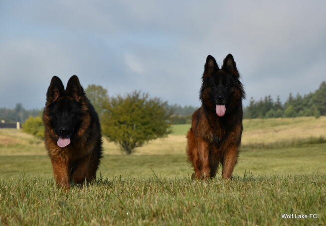 Owczarek niemiecki długowłosy ZKwP FCI