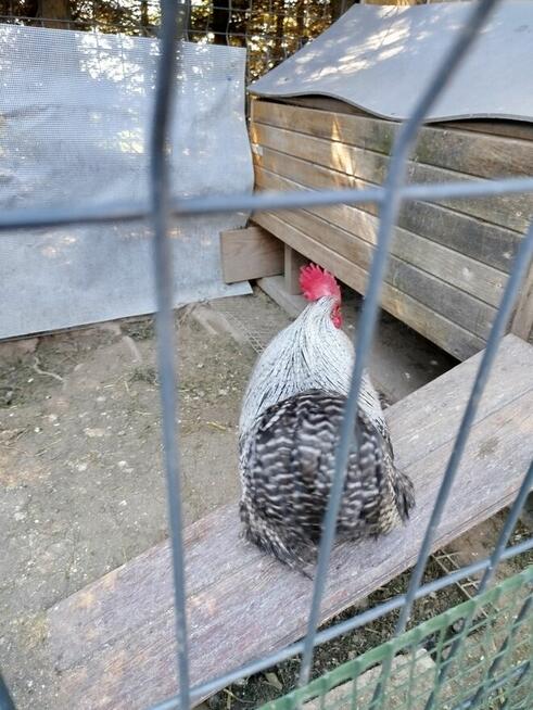 Kury kochin miniaturowy czubatka