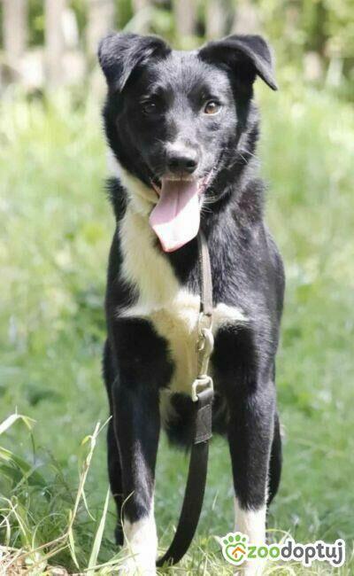 MORAJ - delikatny, wrażliwy psiak szuka najlepszego domu