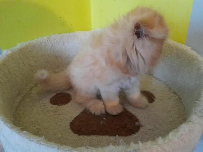 Kotka perska tricolor