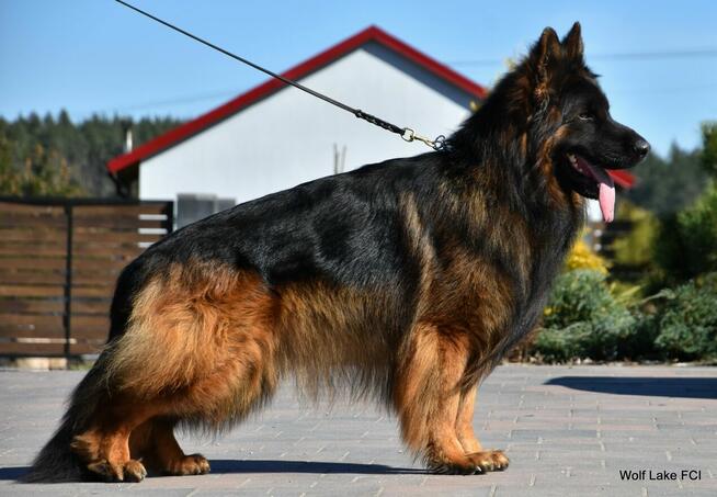 Owczarek niemiecki długowłosy ZKwP FCI