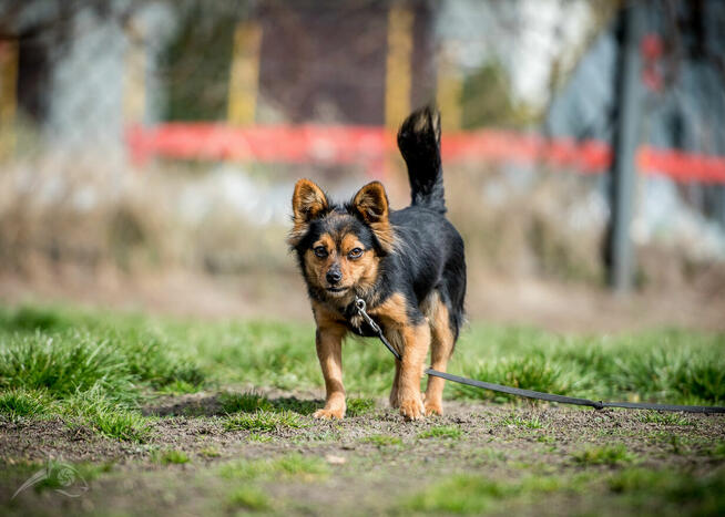 GREMLINKA nie dla każdego, ale pokocha człowieka swego :-)
