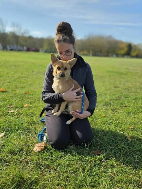 Cynka -niewielka suczka z kiepskim startem czeka na dom