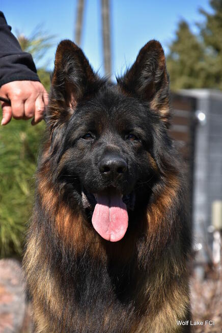 Owczarek niemiecki długowłosy ZKwP FCI