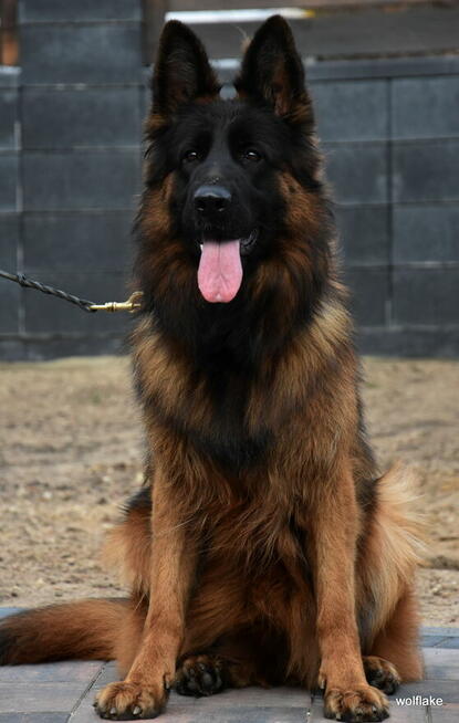 Owczarek niemiecki długowłosy ZKwP FCI