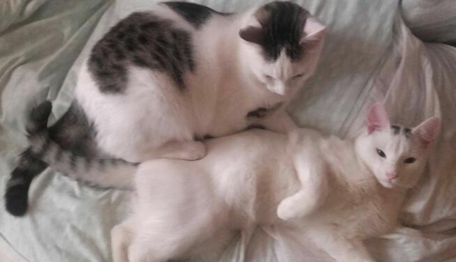 Chłopaki do kochania 6 mies. po serwisie wet.