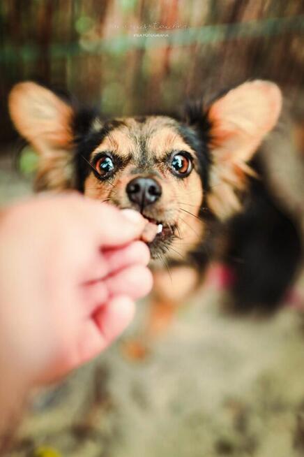 GREMLINKA nie dla każdego, ale pokocha człowieka swego :-)