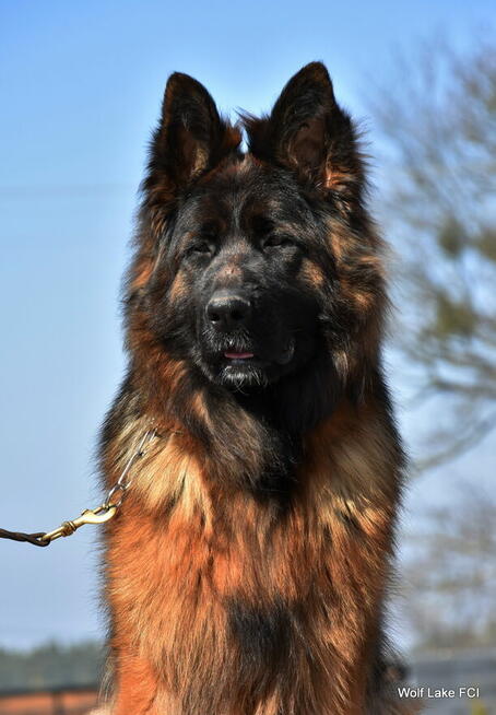 Owczarek niemiecki długowłosy ZKwP FCI