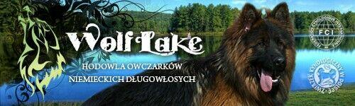 Owczarek niemiecki długowłosy ZKwP FCI