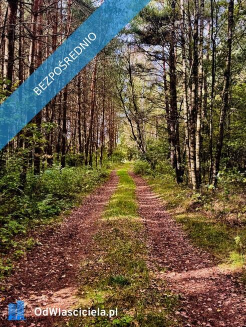 Wyjątkowa działka 2,42 ha wśród zieleni. Cisza, prywatność, natura