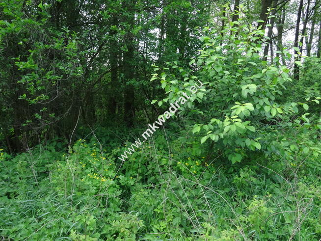 ⭐⭐⭐⭐⭐ Dwie działki 1900 + 3600m2 ⭐⭐⭐⭐⭐