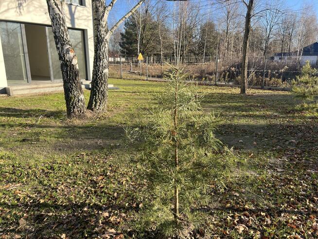 Dom Warszawa Wawer, Aleksandrów