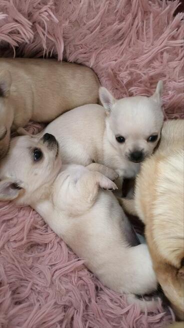 Chihuahua po Ch.PL, okolice W-wy