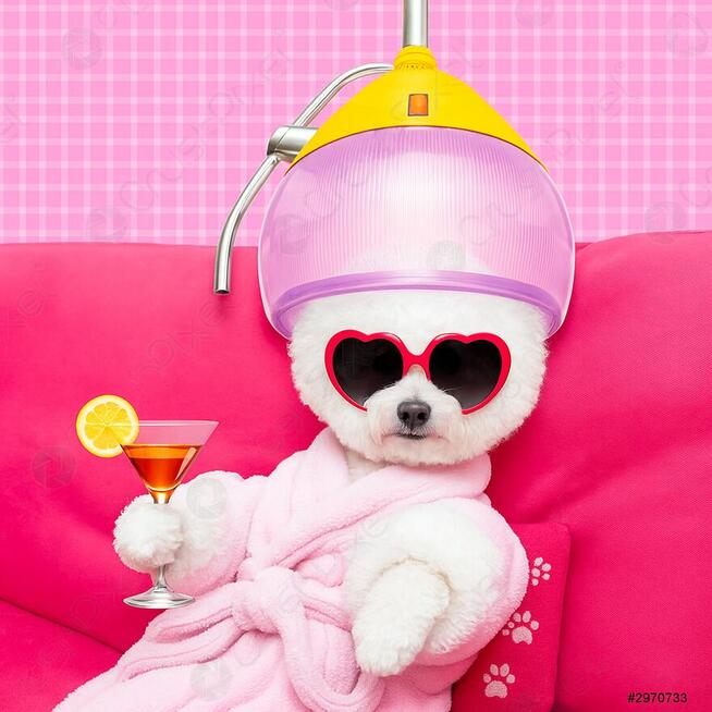 salon pielęgnacji psów DAISY .fryzjer dla psów, groomer