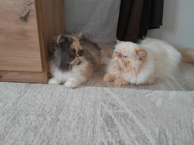 Kotka perska tricolor