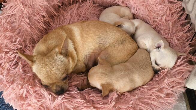 Chihuahua po Ch.PL, okolice W-wy