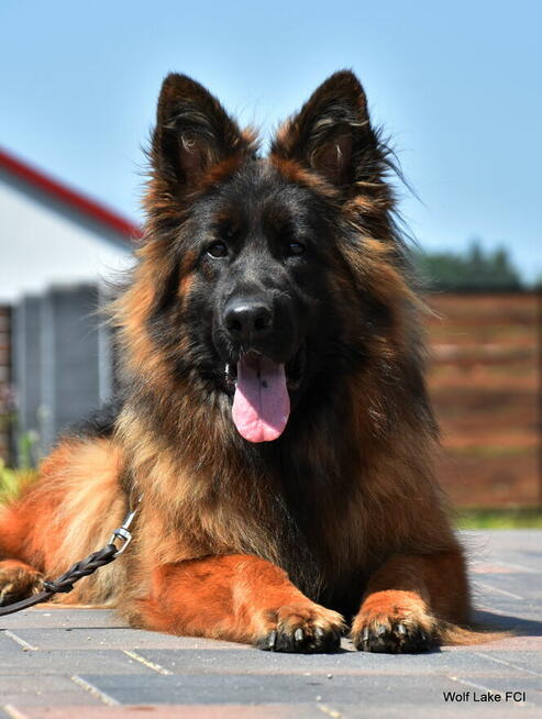 Owczarek niemiecki długowłosy ZKwP FCI