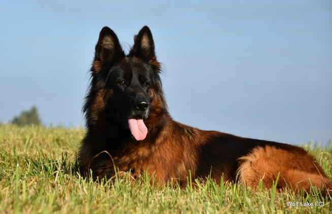 Owczarek niemiecki długowłosy ZKwP FCI
