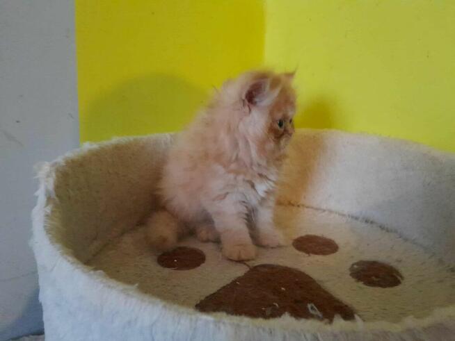 Kotka perska tricolor