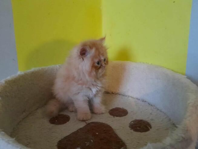 Kotka perska tricolor