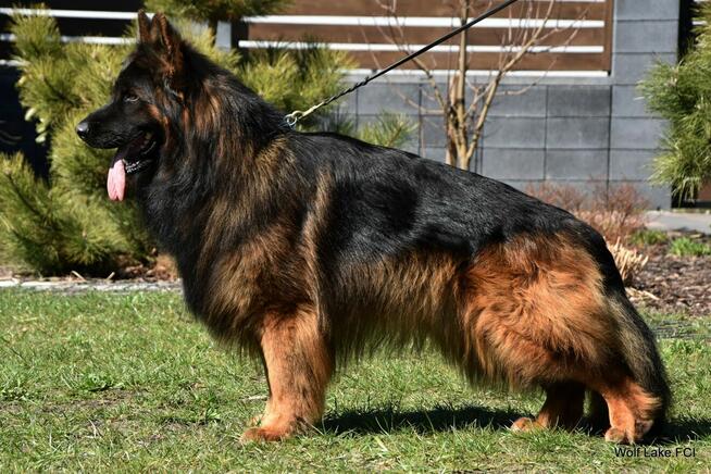 Owczarek niemiecki długowłosy ZKwP FCI