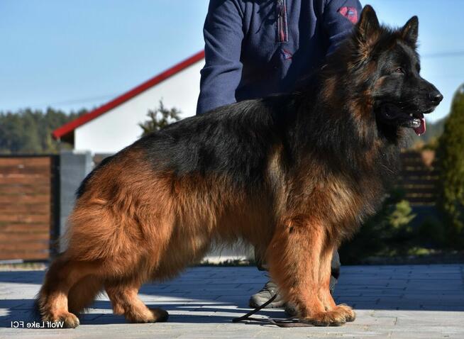 Owczarek niemiecki długowłosy ZKwP FCI