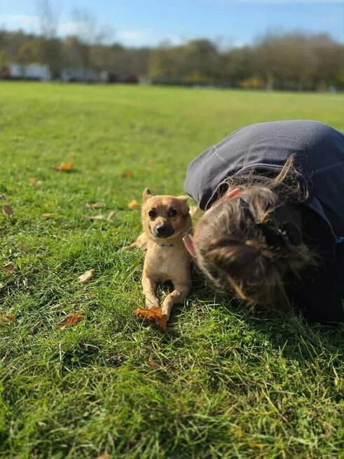 Cynka -niewielka suczka z kiepskim startem czeka na dom