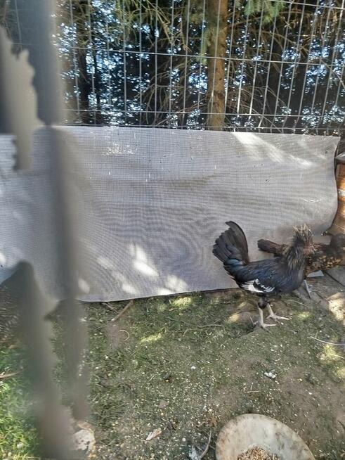 Kury kochin miniaturowy czubatka