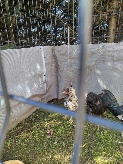 Kury kochin miniaturowy czubatka