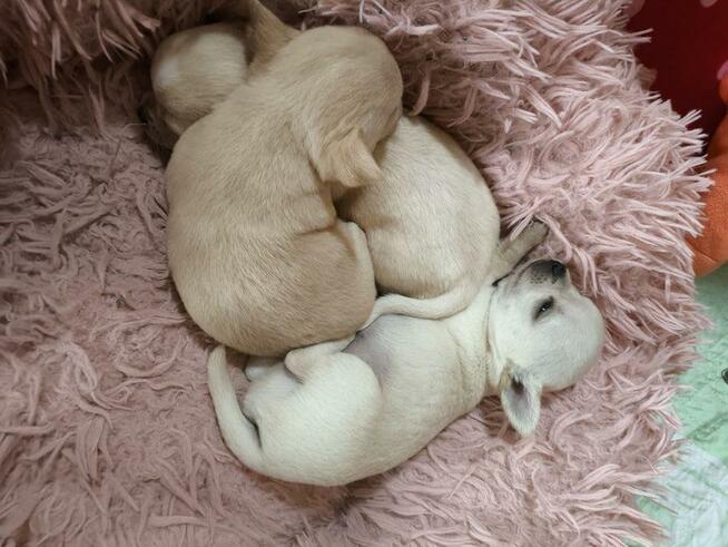 Chihuahua po Ch.PL, okolice W-wy