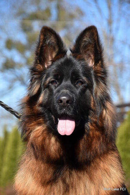 Owczarek niemiecki długowłosy ZKwP FCI